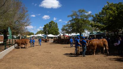 Vista general de la Feria Internacional Ganadera de Zafra, el 30 de septiembre de 2022.
