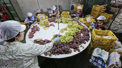 Un grupo de trabajadoras en el almacén de la empresa Agronovel en Hondón de las Nieves, Alicante.