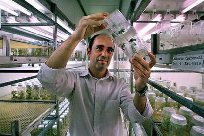 Miguel Ángel Blázquez observa una planta utilizada en experimentos en la Universidad Politécnica de Valencia.