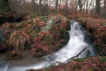 <i>En selva de inquietudes</i> contiene una poesía reflexiva que escruta lo inescrutable.