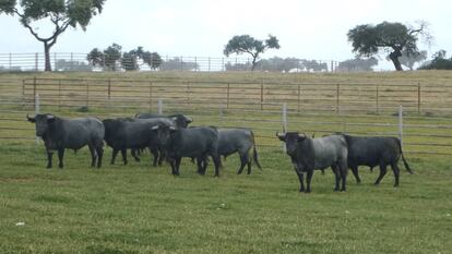 El grupo de toros seleccionados para la corrida de Sevilla.