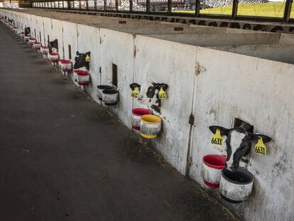 Granja productora de leche con 1.200 vacas en Wisconsin.