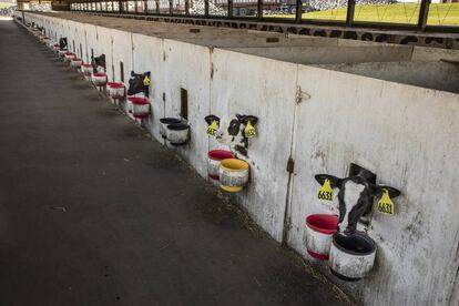 Granja productora de leche con 1.200 vacas en Wisconsin.