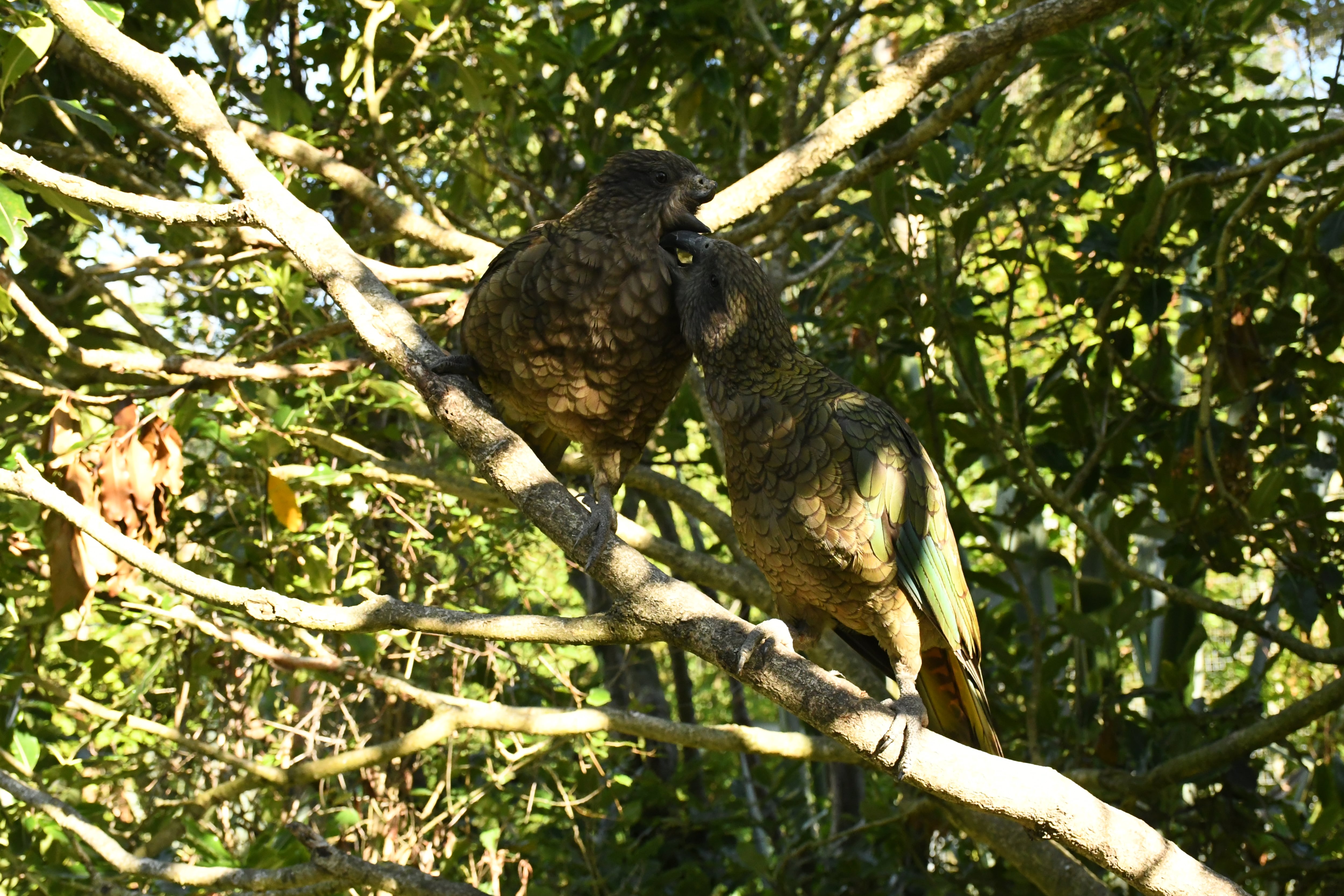 Bruce en un enfrentamiento con otro kea de su grupo.