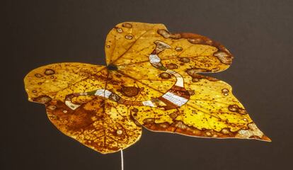 'Leaf 1', de Paul Daly, realizada con hoja de hiedra, kiwi y piel de naranja, pepitas de calabacín. 