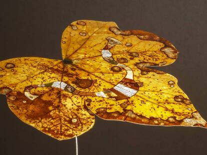 'Leaf 1', de Paul Daly, realizada con hoja de hiedra, kiwi y piel de naranja, pepitas de calabacín.