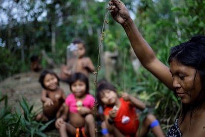 Una mujer yanomami recolecta hormigas para comer con la ayuda de una rama. 