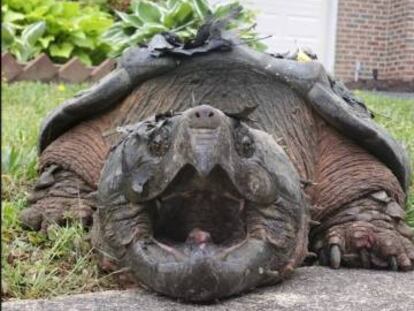 La tortuga Lord Fairfax en las calles de Alexandria (Virginia).