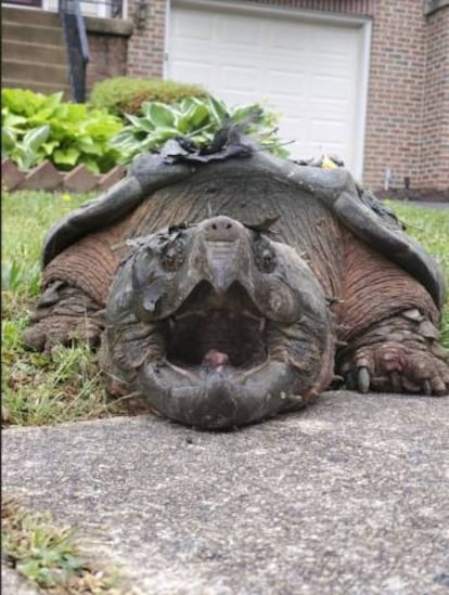 La tortuga Lord Fairfax en las calles de Alexandria (Virginia).