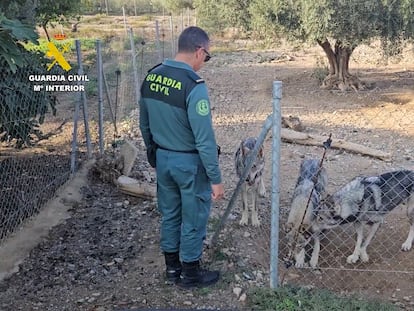La Guardia Civil investiga a un vecino de Lorca por tener cuatro lobos ibéricos como mascotas.