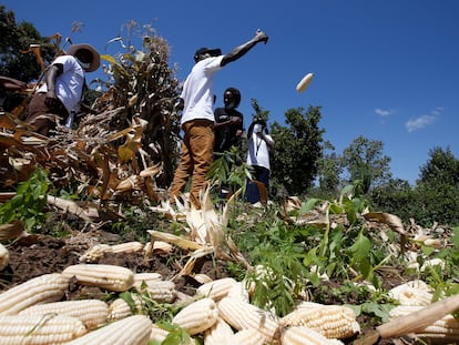 Unos agricultores recogen la cosecha de maíz facilitada por la aplicación Safaricom DigiFarm, que ayuda a las empresas agrícolas y a los pequeños productores a compartir información y realizar transacciones fácilmente, en Sigor, Kenia.