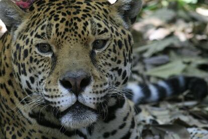 En México hay unos 4.000 jaguares; 600 de ellos viven en la reserva de la biosfera de Calakmul.