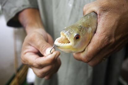 Las pirañas son los peces más famosos y temidos de la cuenca amazónica.