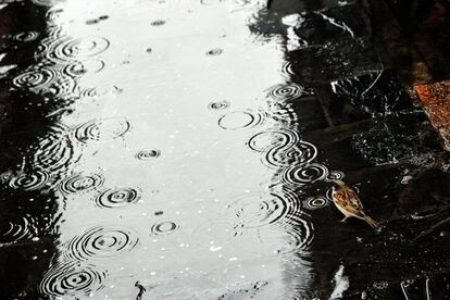 Gotas cayendo sobre el suelo ya mojado. Muchas veces nos aventuramos a decir que va a llover solo por el olor que hay en el ambiente. Huele a lluvia, no hay duda, pero, ¿a qué se debe? Ese olor proviene del ozono, una molécula que aunque está siempre presente en la atmósfera, su concentración en las zonas bajas aumenta en los días de tormenta porque los rayos favorecen su formación. Además, también influye el olor de las propias plantas y bacterias arraigadas al suelo y la tierra, que al humedecerse desprenden diferentes aromas.