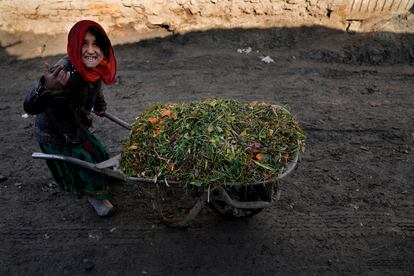 Una niña empuja una carretilla llena de hierba para alimentar a una cabra en un barrio pobre de Kabul, Afganistán, el miércoles 16 de febrero de 2022.