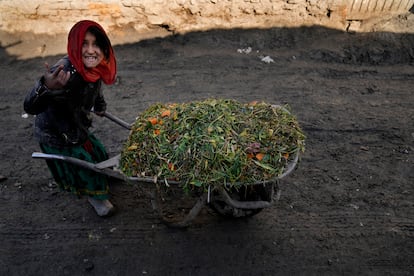 Una niña empuja una carretilla llena de hierba para alimentar a una cabra en un barrio pobre de Kabul, Afganistán, el miércoles 16 de febrero de 2022.