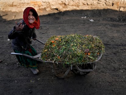 Una niña empuja una carretilla llena de hierba para alimentar a una cabra en un barrio pobre de Kabul, Afganistán, el miércoles 16 de febrero de 2022.