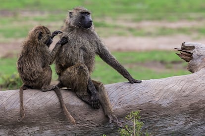 Baboons grooming