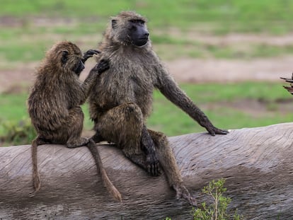 Baboons grooming