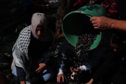 Escena de la cosecha de aceituna en Battir, (Cisjordania ocupada), periodo en el que las familias palestinas aprovechan para convivir con la naturaleza y mantener las tradiciones. 