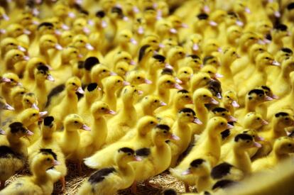 Cientos de patitos, en una granja de aves de corral en Toulouzette, durante la primera repoblación después de la gripe aviar sufrida en la región.