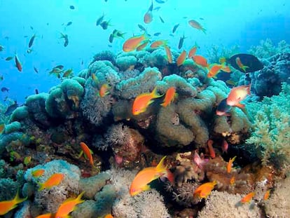 Imagen del fondo del mar Rojo.
