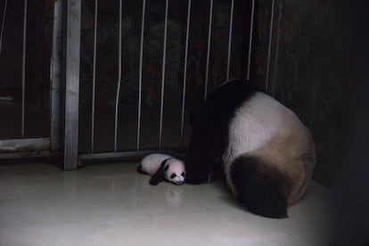 Zhizhi, una de las pandas gigantes que cuida el centro, permanece junto a su cría tras haberla amamantado en el interior de su recinto en el Centro de Conservación del Panda Gigante en Chengdu (China). Zhizhi dio a luz a dos bebés pandas el 24 de abril de 2017.