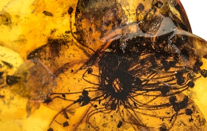 A detailed image allows one to see how the flower has been preserved.