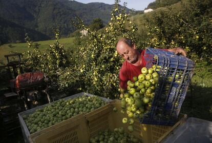 La cuadrilla carga las manzanas recién recogidas para su traslado a la sidrería Zapiain de Astigarraga (Gipuzkoa).