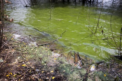 Contaminación del embalse de As Conchas en Ourense