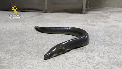 Un ejemplar de anguila adulta decomisada a los contrabandistas. 