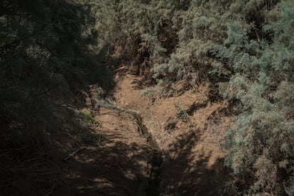 Uno de los afluentes del río Jordán está prácticamente seco. La zona en la que se encuentra Al-Maghtas es una de las reservas naturales más importantes de Jordania. Conocido como el Valle Jordán, se encuentra a medio camino entre el Mar de Galilea y el Mar Muerto, ambos con una enorme relevancia a nivel histórico, religioso y económico. Según Ibrahim Alkilani, coordinador de proyectos de la ONG EcoPeace Middle East, la formación del valle es única, ya que, por una parte, alcanza los 400 metros bajo el nivel del mar, mientras que las tierras altas situadas al este del valle alcanzan los 1.200 metros sobre el nivel del mar, donde se encuentran las ciudades de Amman, Irbid y Salt. "Esta geología le da al valle un clima especial y lo hace perfecto para las prácticas agrícolas, por lo que se considera la principal canasta de alimentos de Jordania", explica el experto. Sin embargo, lo que solían ser tierras exuberantes con una rica biodiversidad y condiciones de vida, ahora son áridas, contaminadas y mal gestionadas con prácticas incorrectas como el pastoreo excesivo y la agricultura intensiva.