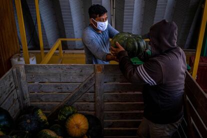 El Consulado de México en Puerto Rico informó que 21 mexicanos llegaron a Puerto Rico para trabajar en varias fincas para cultivar y recoger cosechas, ante la escasez de mano de obra en el campo.