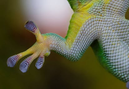 La salamanquesa o 'gecko' no vive bajo las leyes de la gravedad. Por ello, este pequeño reptil, que asciende paredes verticales y se desplaza boca abajo sin inmutarse, ha fascinado con recurrencia a la comunidad científica. Su milagrosa capacidad, aparte de inspirar mitologías (como el trepamuros Spiderman), ha servido para estudiar los mecanismos de agarre y las fuerzas de sujeción. El secreto de la salmanquesa reside en las nanoespátulas que tiene en sus patas. Gracias a las fuerzas de Van der Waals, unas atracciones de corto alcance entre moléculas, los 'geckos' pueden pegarse y despegarse de casi cualquier superficie en cualquier ángulo.