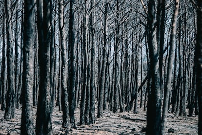 Vista de los árboles de un bosque quemados tras el paso del incendio declarado en Bejís.