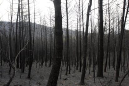 Estado de una zona boscosa en Acebo.