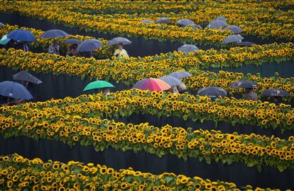 Turistas con paraguas para resguardarse de la lluvia visitan el laberinto formado por 125.000 girasoles que sirve de entrada al museo Van Gogh de Amsterdam (Holanda).