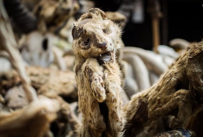 Un felino disecado en uno de los expositores del mercado de Akodessewa. Los animales muertos que se exponen aquí sirven para que los sacerdotes vudú puedan preparar sus rituales y pócimas. Estas se usan para sanar el espíritu, mientras que para curar el cuerpo, los curanderos aconsejan acudir a los hospitales.