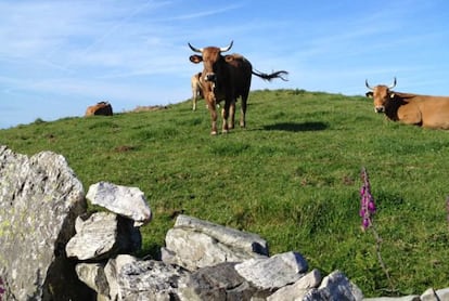 Vacas en una braña, monte donde vivían los 'vaqueiros' de Asturias.