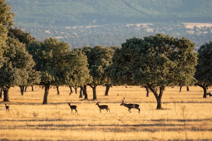 El bosque mediterráneo como paso a Eurasia. El muy turístico y abierto parque nacional de Cabañeros (al noroeste de Ciudad Real y suroeste de Toledo), al que llaman “el Serengueti español”, puede ser un buen ejemplo del bosque mediterráneo que pisó el homo antecesor hace un millón y medio de años. “La vegetación ha cambiado bastante menos que la fauna; por aquella época, en la zona había leones y elefantes”, señala el paleontólogo, quien protagoniza el espacio radiofónico ‘El placer de admirar’, en RNE, en el que propone un viaje por los biomas (conjunto de ecosistemas que se asemejan en clima, flora y fauna) que han hollado el homo sapiens y sus ancestros, desde la selva a la tundra.