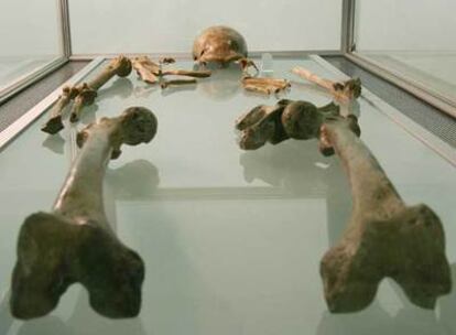 Exhibición en la localidad alemana de Blaubeuren, en agosto de 2005, de restos de un hombre de neandertal.