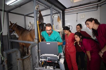 Los cuidados veterinarios han aumentado mucho en los últimos años.