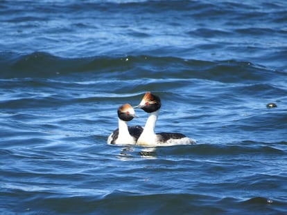 Pareja de mac&aacute; tobiano.