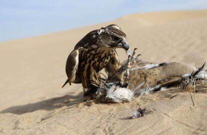 A falcon preys on a houbara bustard at the al-Marzoon Hunting reserve, 60 Kilometres south of Madinat Zayed, in the United Arab Emirates on February 1, 2016.  / AFP / KARIM SAHIB