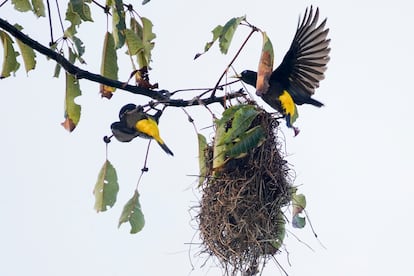 Un par de ejemplares de cacique lomiamarillo ('Cacicus cela'), haciendo su nido.