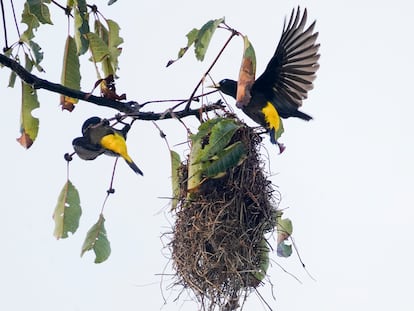 Un par de ejemplares de cacique lomiamarillo ('Cacicus cela'), haciendo su nido.