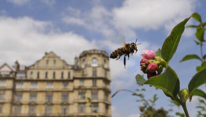 Abeja sobre una flor en un parque en Bath, Inglaterra.