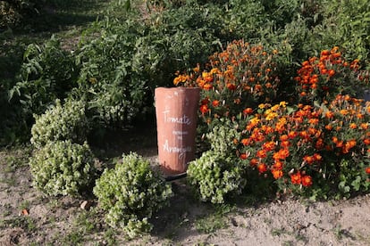 El huerto del restaurante Coque dispone de todo tipo de verduras que se recogen y se envían el mismo día al chef Mario Sandoval para que elabore sus sorprendentes y jugosas propuestas culinarias.