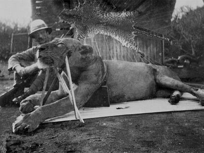 El coronel Patterson junto a uno de los leones que abatió en diciembre de 1898.