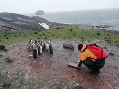 Uno de los investigadores del proyecto PiMetAn, en isla Decepción, observado por pingüinos mientras recoge guano.